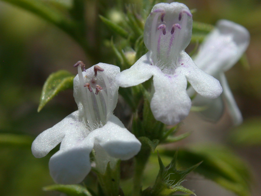 Satureja montana / Santoreggia montana